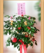 W002 開幕喜慶賀禮蘭花盆栽